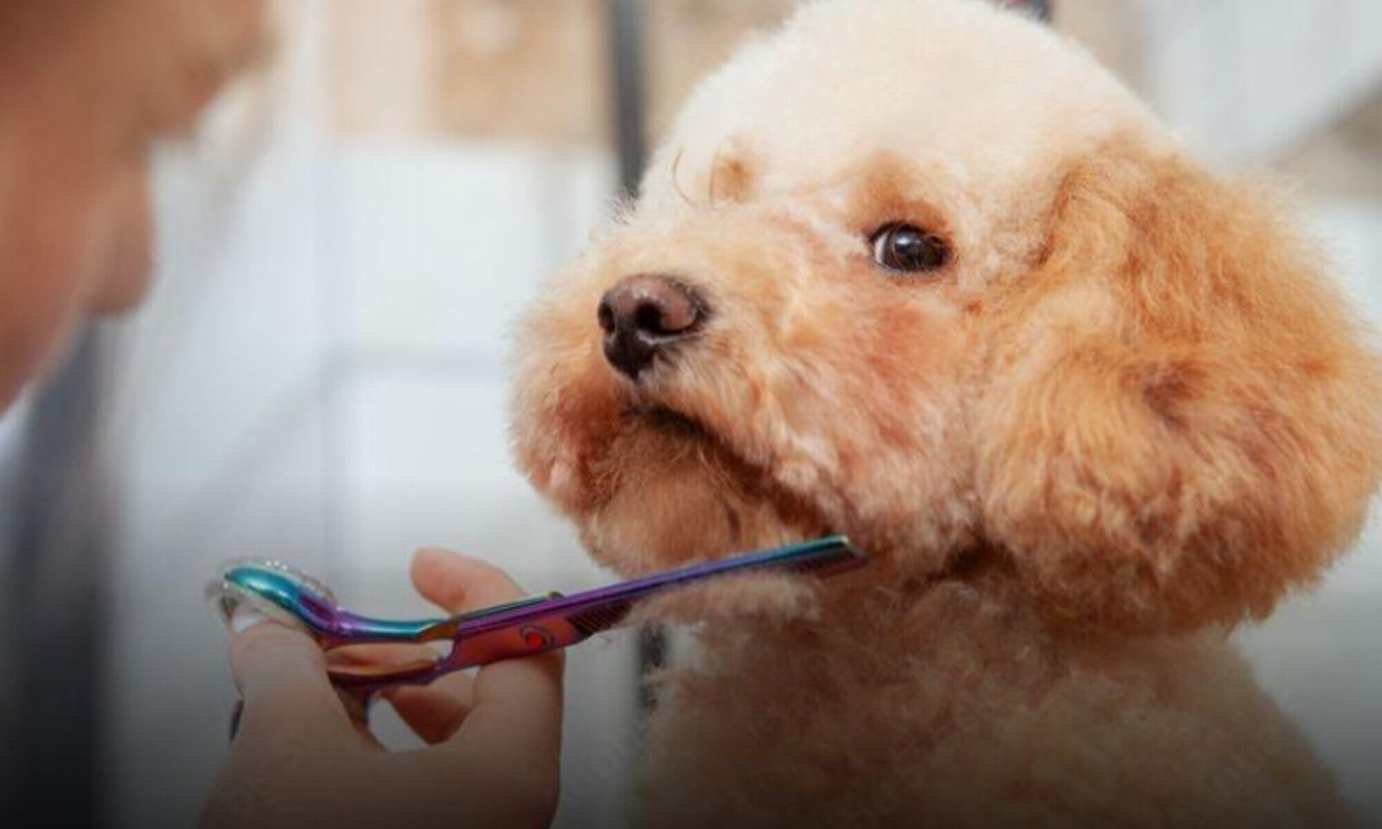 Corte de pelo perro Peluqueria canina
