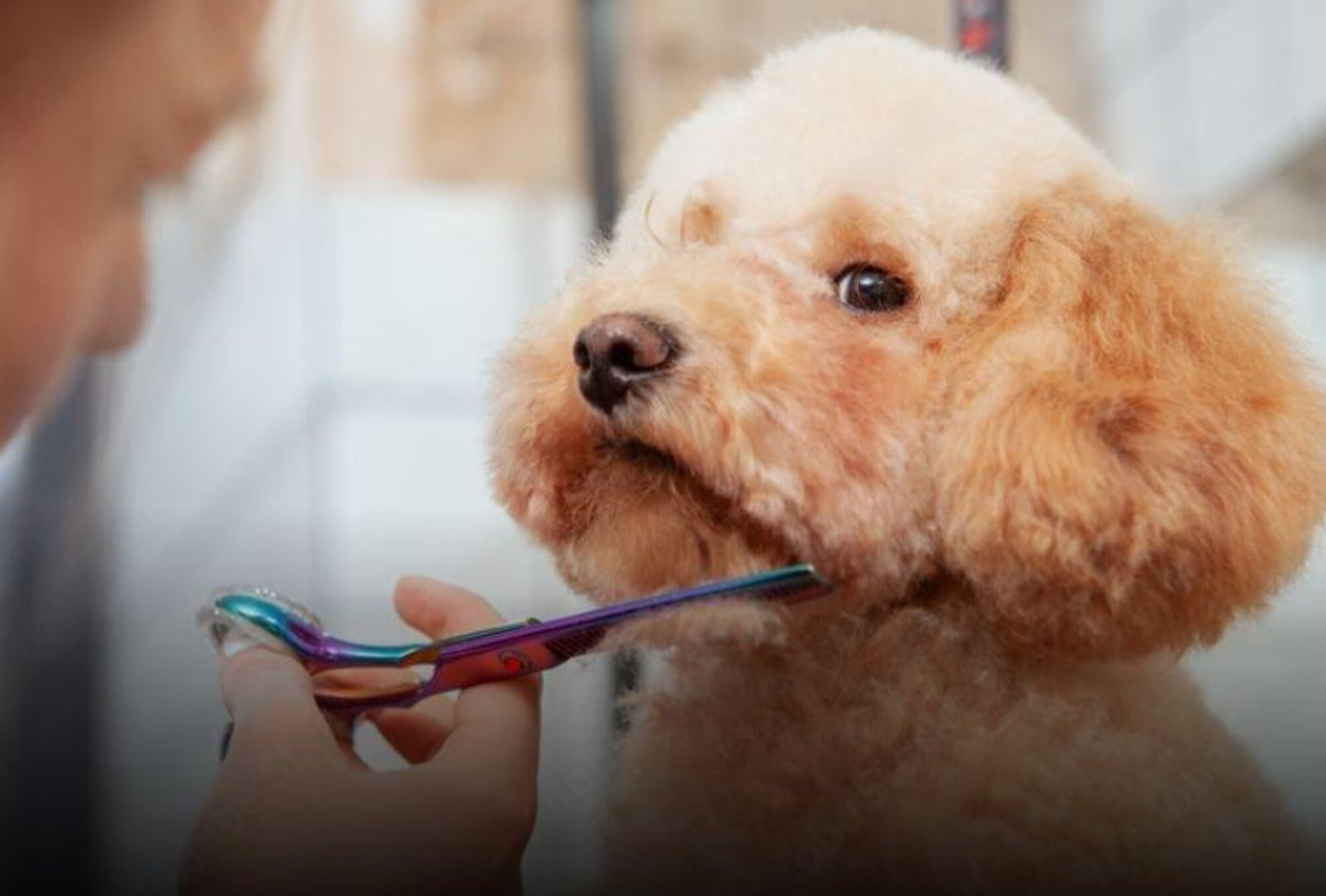 Corte de pelo perro Peluqueria canina