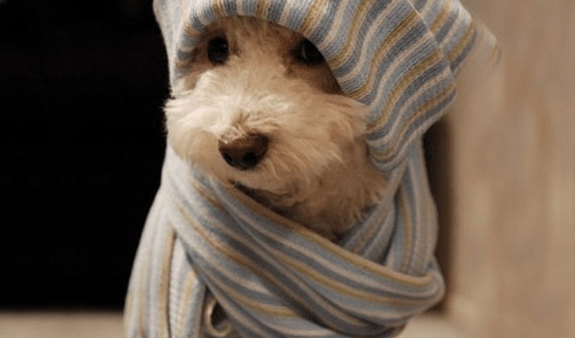 imagen por que cortarles el pelo en invierno a los perros, se debe cortar el pelo a los perros en invierno 