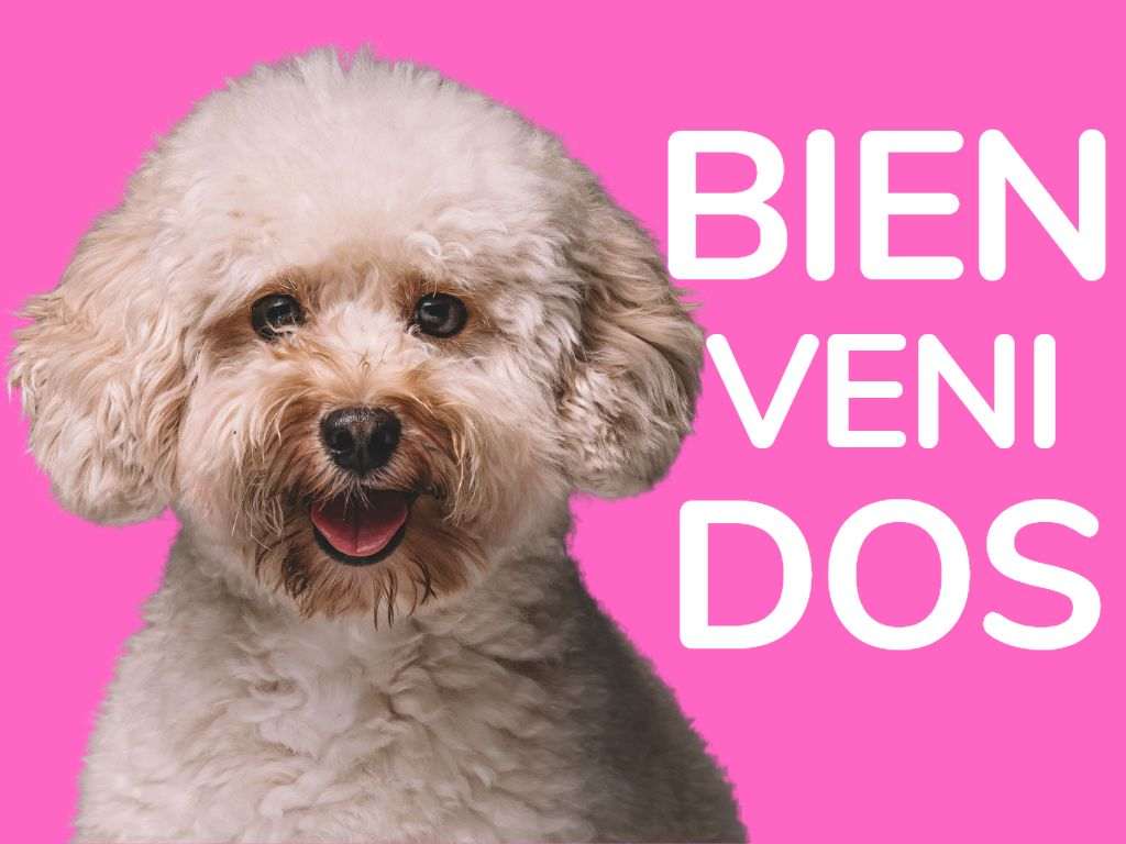 imagen descriptiva. Perro con corte de pelo peluqueria canina