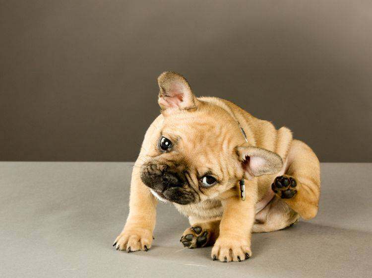 Imagen descriptiva: Perro con pulgas, necesita un tratamiento antipulgas 