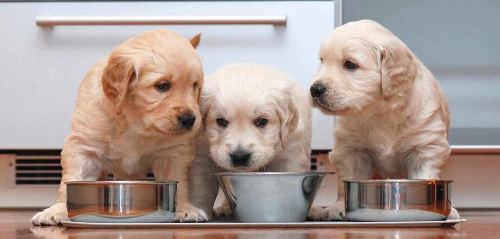 Imagen descriptiva: 3 Perros comiendo comida 
