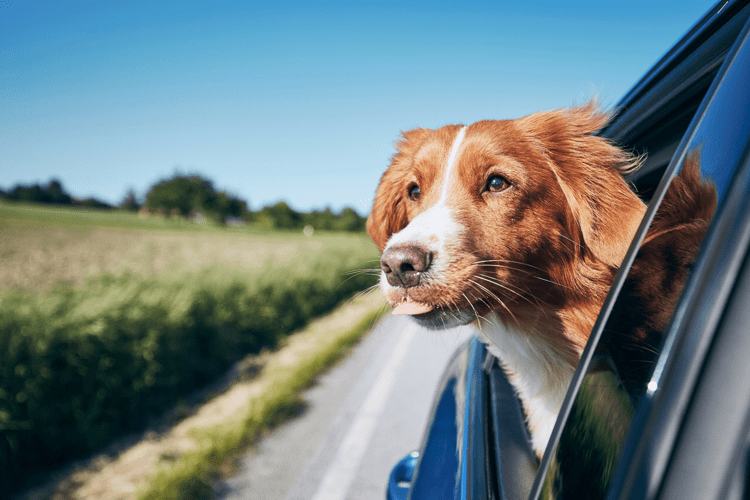 Imagen descriptiva: Perro con la cabeza afuera de auto. Fin del verano 